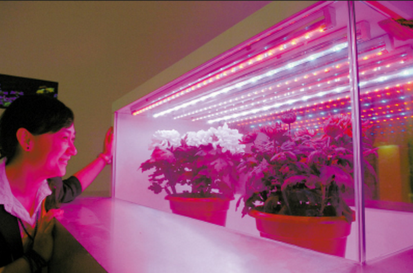 100W集成大功率全光谱380-840nm植物补光led灯珠,植物灯led灯珠